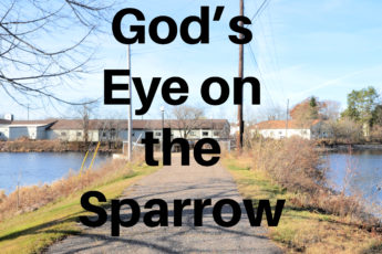 God’s Eye on the Sparrow
