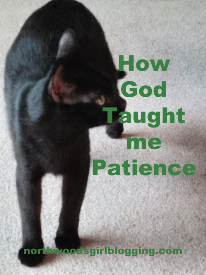 Cat teaches me Patience